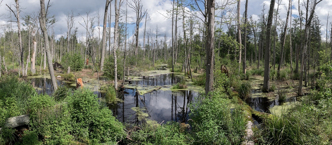 marsh-Białowieża