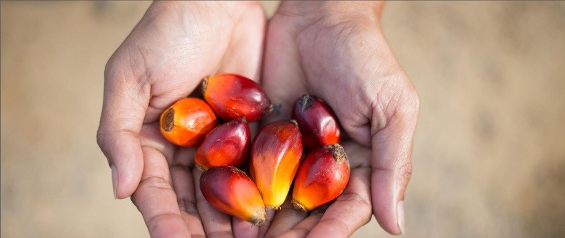 Palm oil 