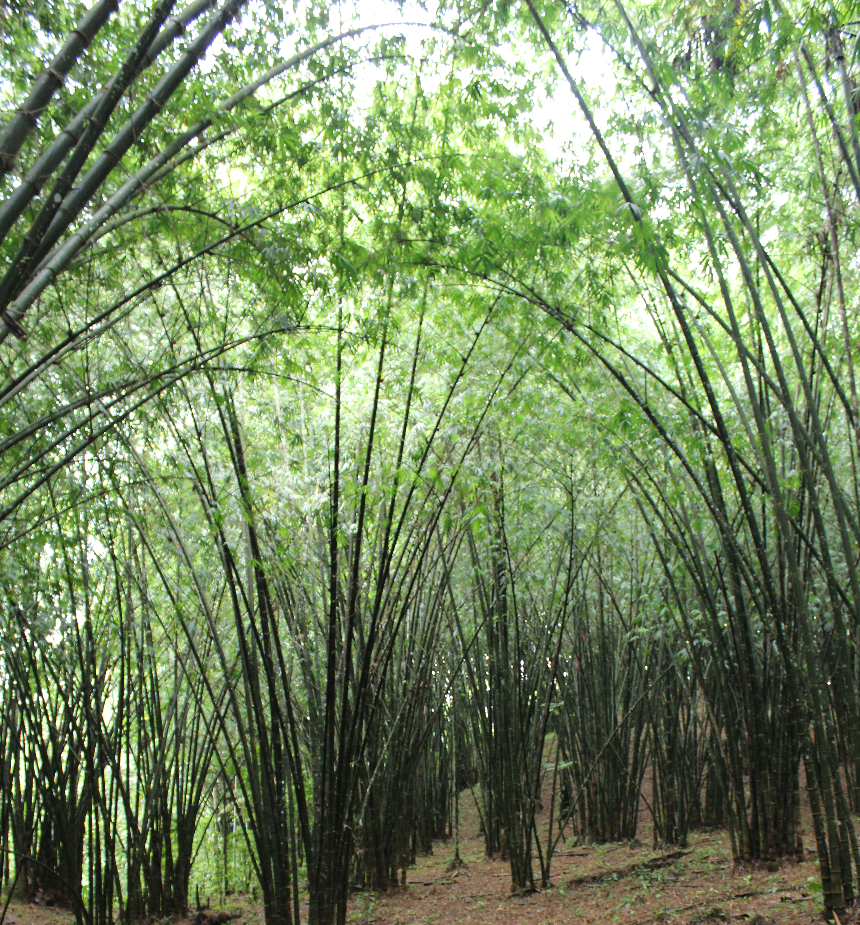 bamboo plantation