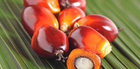 Oil palm