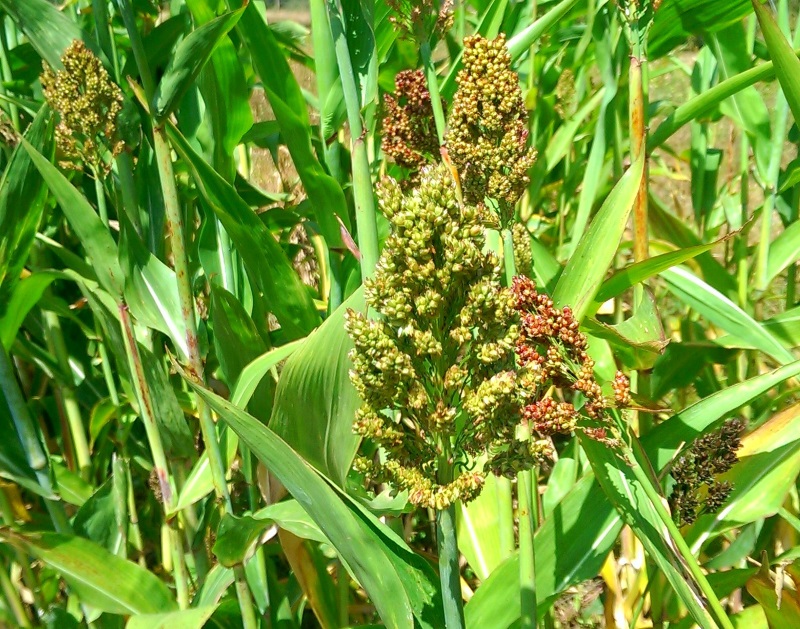 sorghum 