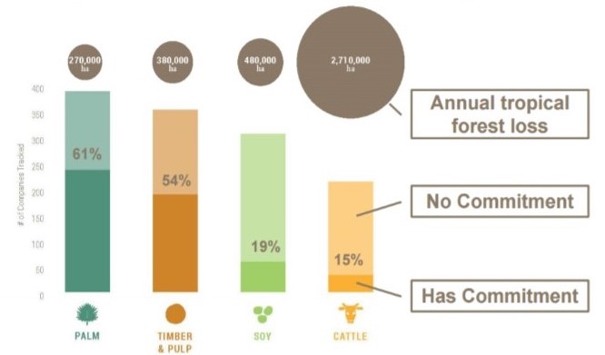 palm oil deforestation