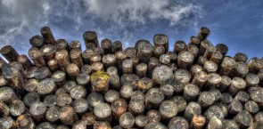 Log pile