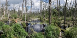 marsh-Białowieża