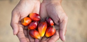 Palm oil 