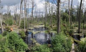 marsh-Białowieża