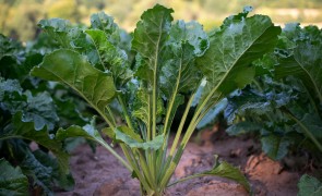 sugar beets