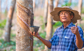 Rubber now included as a forest risk commodity