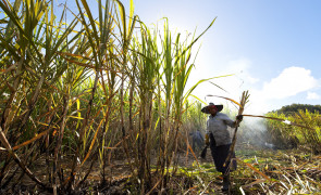 Preferred by Nature becomes a Bonsucro-licensed certification body, Tetra Pak leads the way