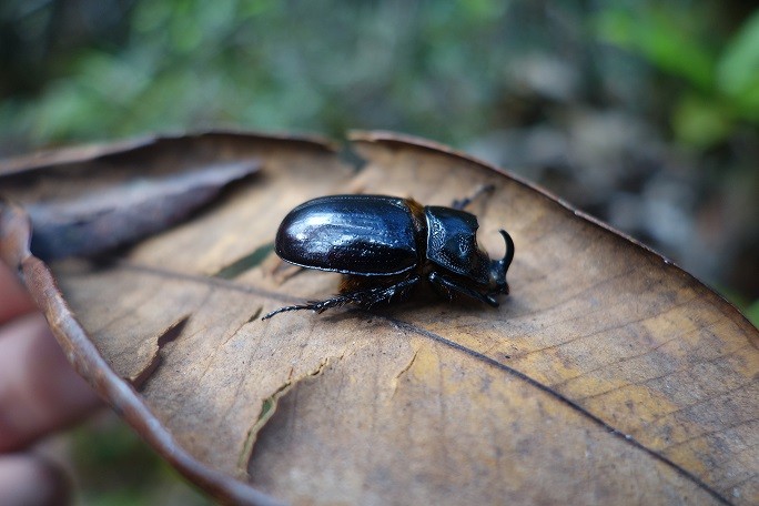 Biodiversity 