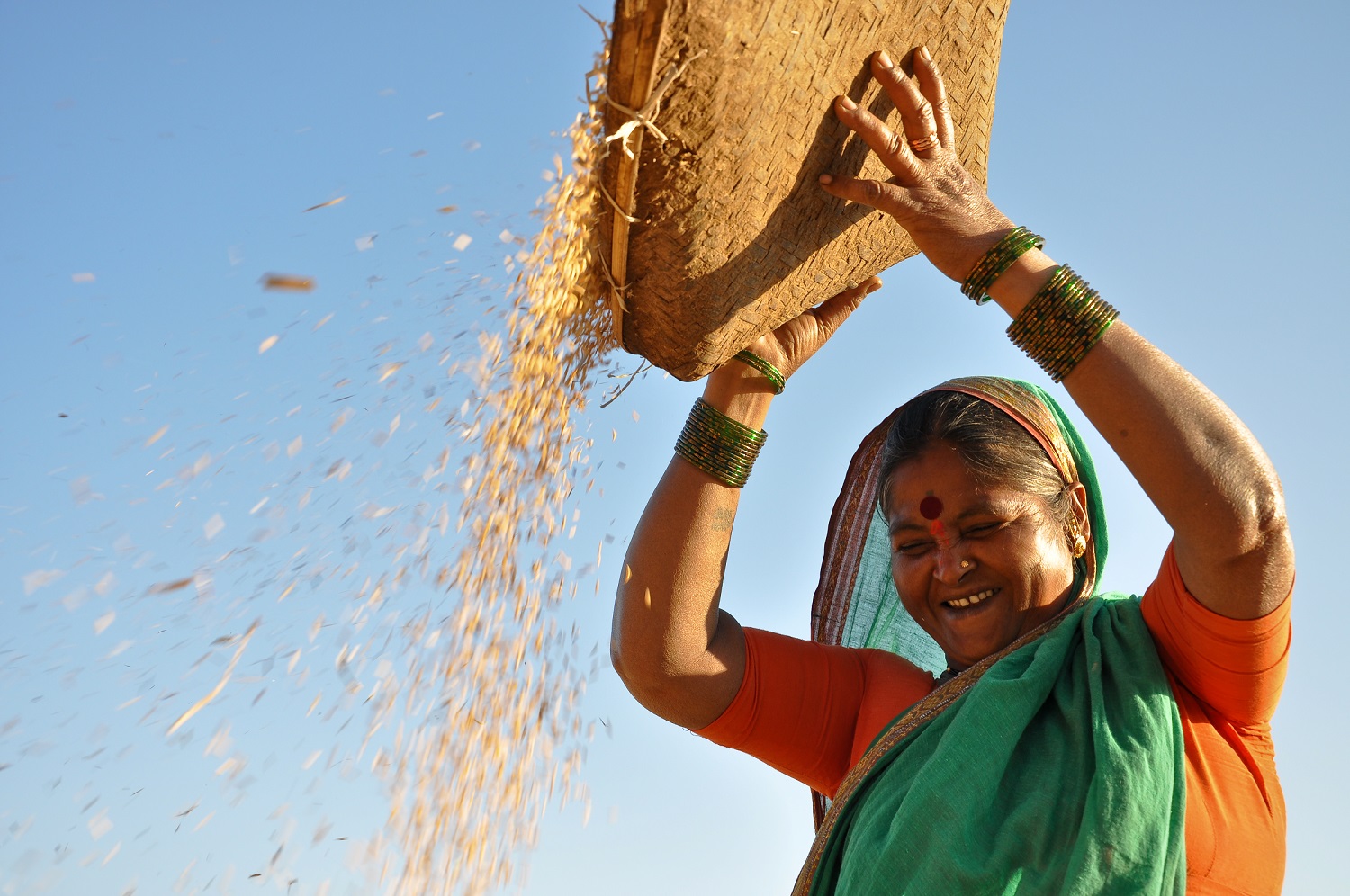 Rice farmer - India