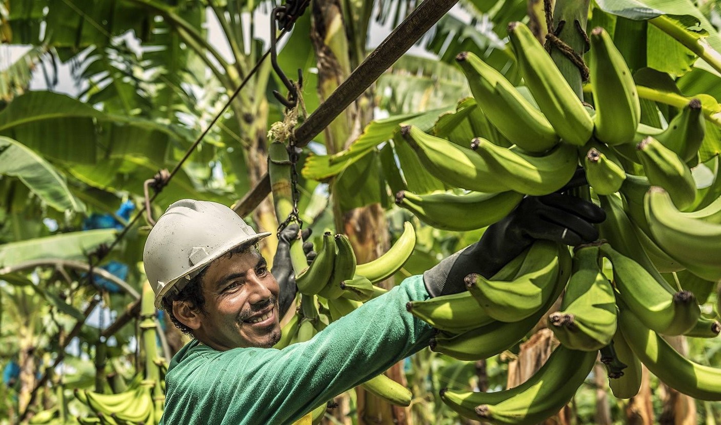 The world’s first banana farm certified against the Rainforest Alliance’s 2020 Sustainable Agriculture Standard 