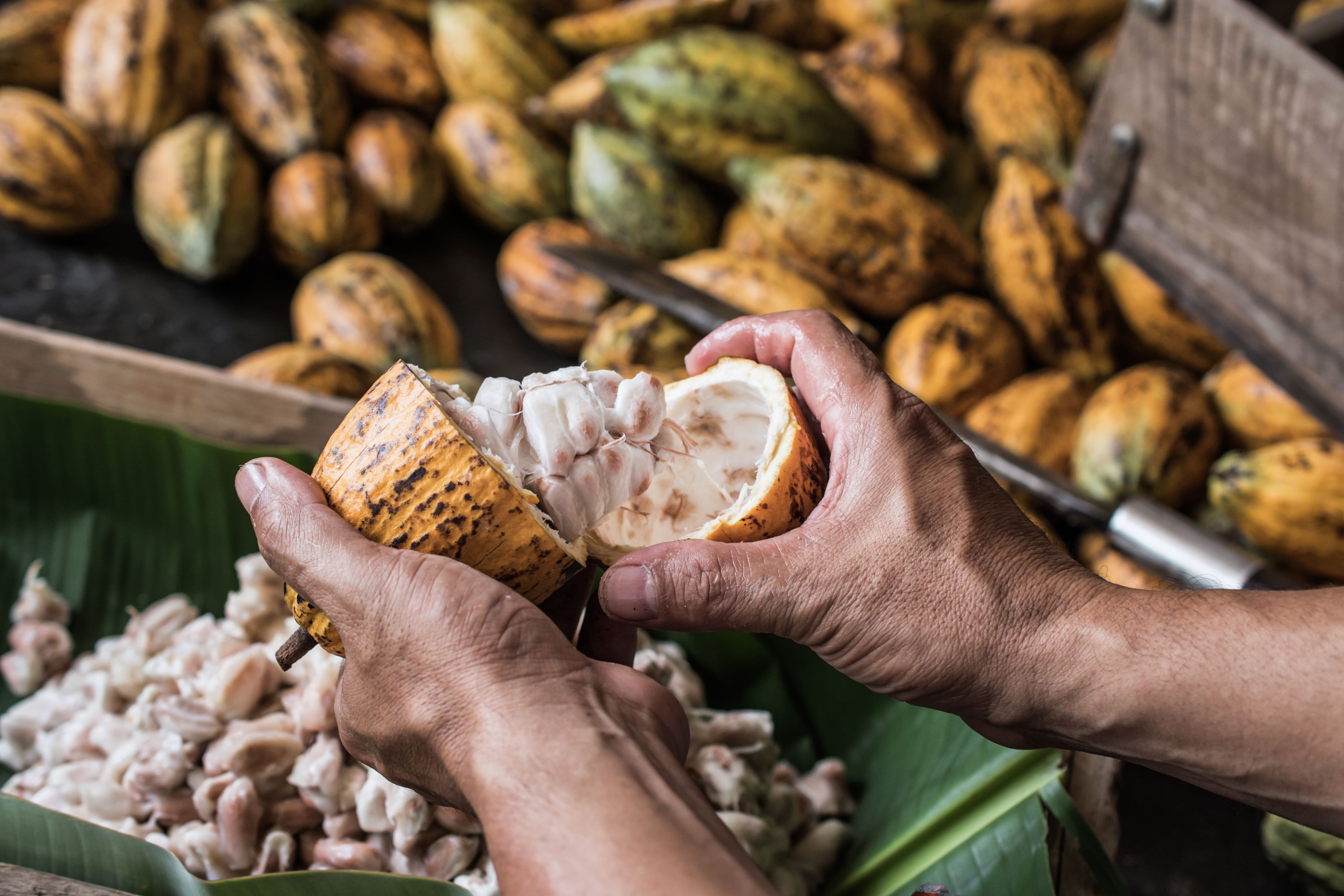 cacao