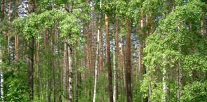 Green trees forest