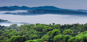 Tropical forest landscape