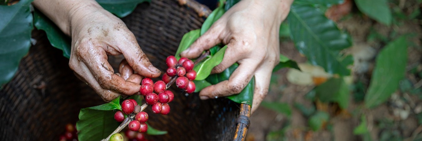 Coffee fruits