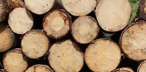 Timber logs