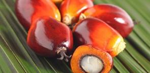 Conozca sobre el propósito de RSPO y como funciona.