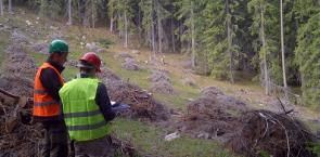 Auditoría en un bosque