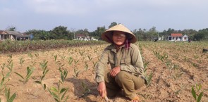 Nguyen Thi Khang works in a tree nursery and is the primary breadwinner of her family. Photo: Thai Thi Huyen Nga