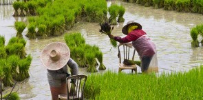 Rice field