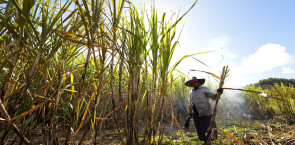 Preferred by Nature becomes a Bonsucro-licensed certification body, Tetra Pak leads the way