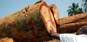 A man looking at a giant log.