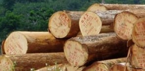 Timber logs