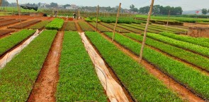 Strengthening forest management practices in Vietnam for improved livelihoods and economic development