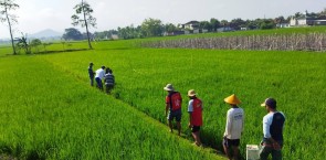 Low Carbon Rice: Reducing climate impact of rice production in Indonesia