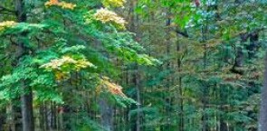 Lush green Danish forest.