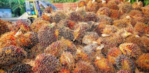 Palm oil