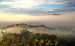 Forest in Borneo