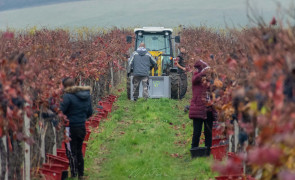 Vinicola wine