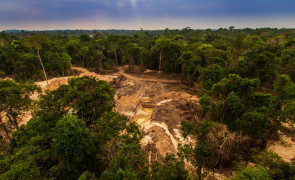 European Parliament approves landmark law to combat the trade of products causing deforestation and forest degradation