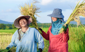 rice farmers